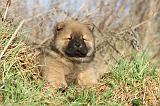 CHOW CHOW 219